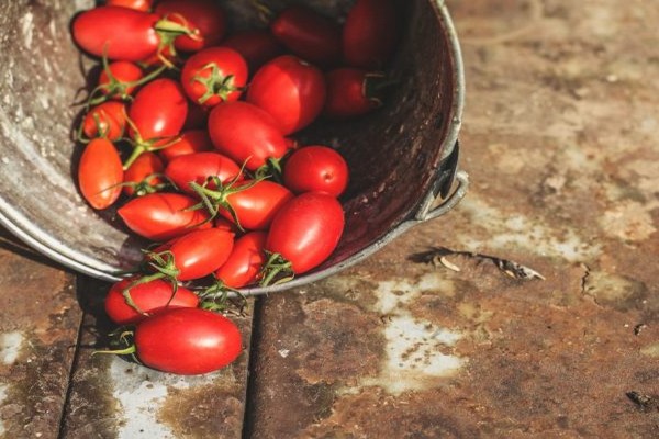 tomato stolypin characteristic