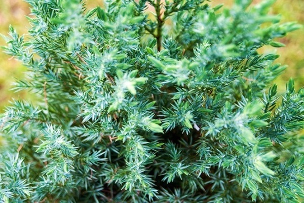 juniper chinese stricta