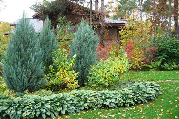 juniper chinese stricta