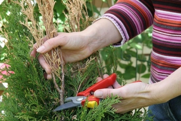 thuja haircut