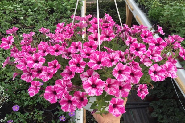 petunia surfinia ampelous