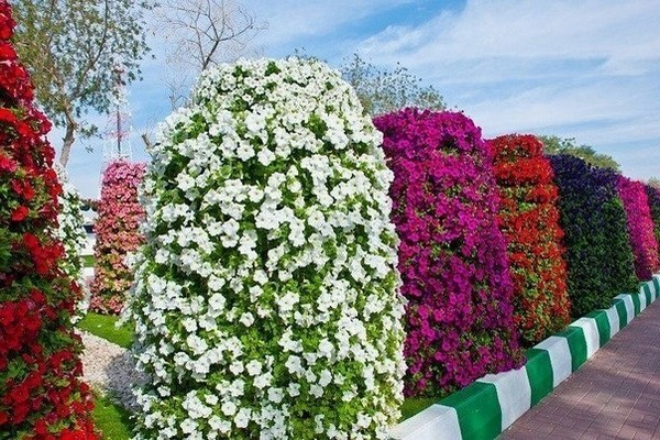 petunia surfiniya zaden