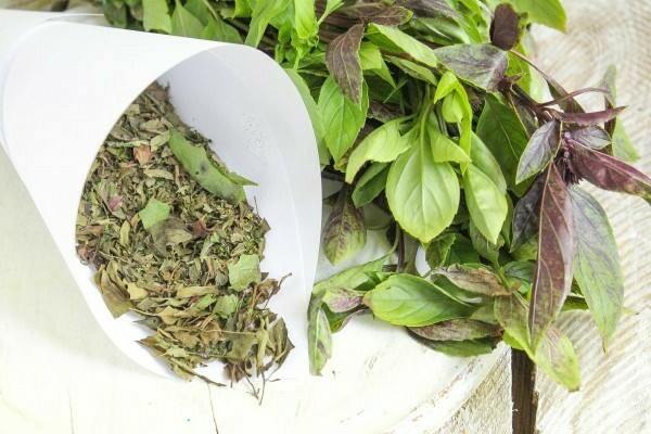 kung paano matuyo ang basil para sa taglamig