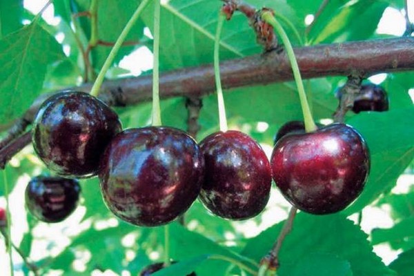 cherry variety