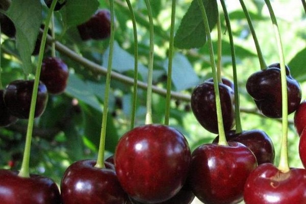 cherry variety