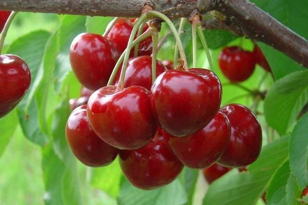 cherry variety