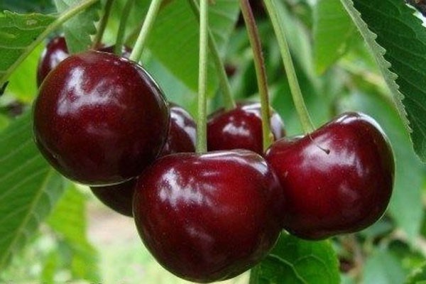 mga pagsusuri ng mga varieties ng cherry