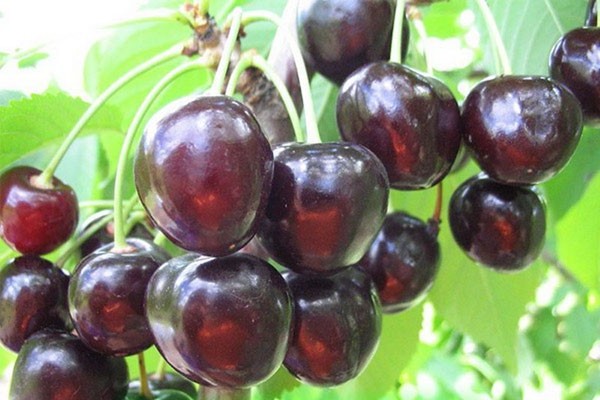 mga pagsusuri ng mga varieties ng cherry