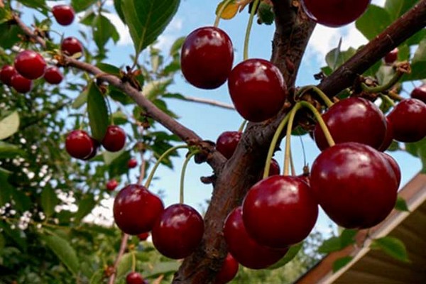 cherry varieties photo description variety