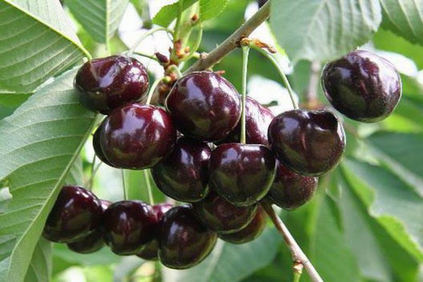 mga varieties ng cherry