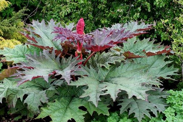 Mga ugat ng tangut rhubarb