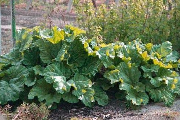 rhubarb tangut photo