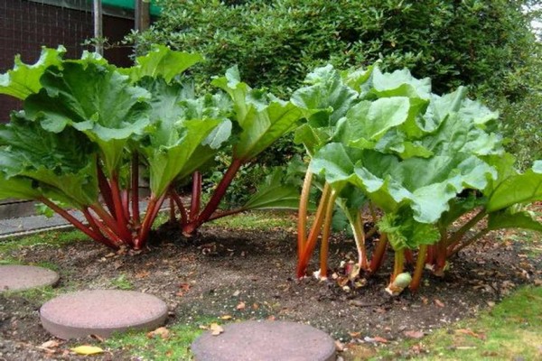 litrato ng rhubarb tangut