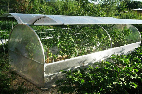 greenhouse butterfly