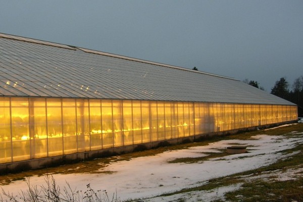 mga greenhouse + gawin ito sa iyong sarili larawan