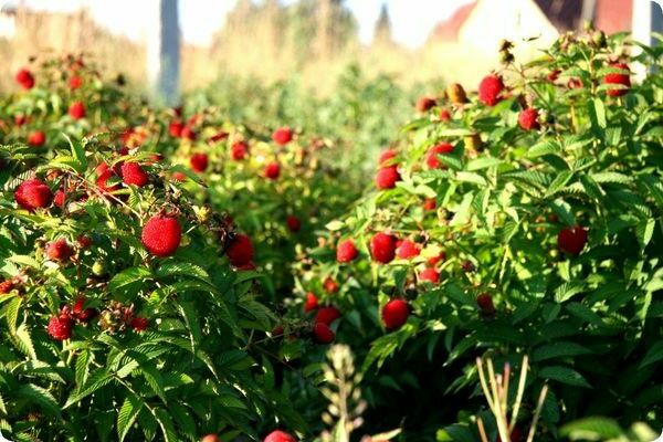 tibetan raspberry photo