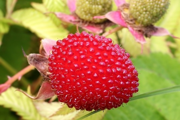 tibetan raspberry reviews