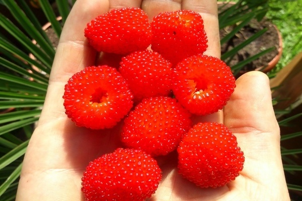 tibetan raspberry na pagtatanim