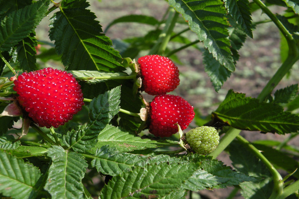 tibetan raspberry care