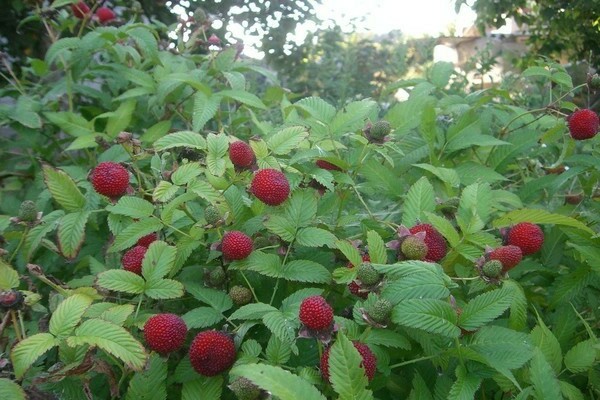 tibetan raspberry na pagtatanim at pangangalaga