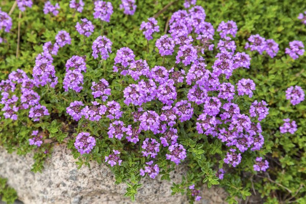 pagtatanim ng lemon sa thyme + at pangangalaga