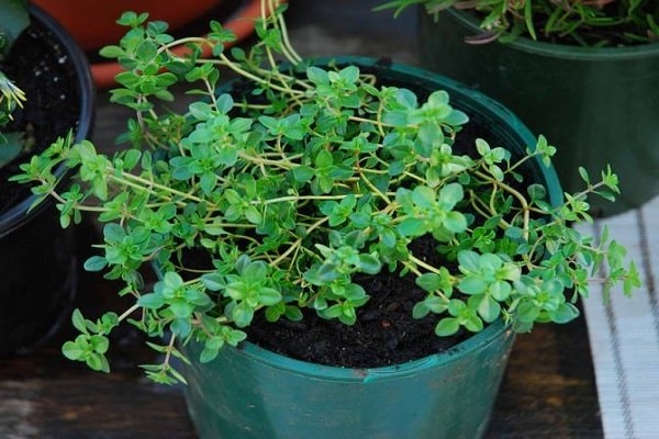 thyme lemon planting