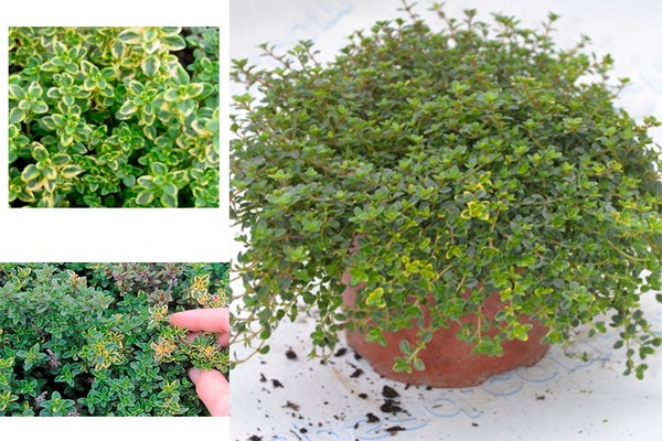 thyme lemon photo