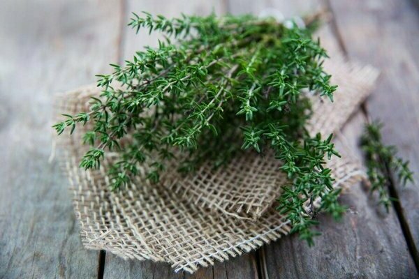 thyme