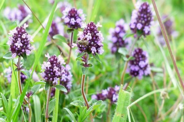 thyme creeping medicinal