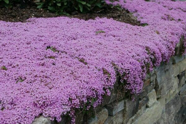 creeping thyme medicinal properties