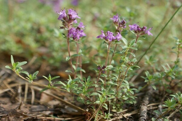 thyme creeping planting