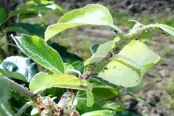 Blätter kräuseln sich am Apfelbaum