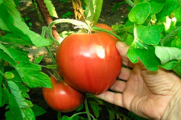 Tomato Alsou: paglalarawan ng pagkakaiba-iba, mga katangian