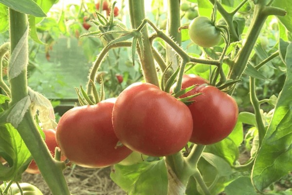 Tomato Alsou: larawan, lumalaking mga panuntunan