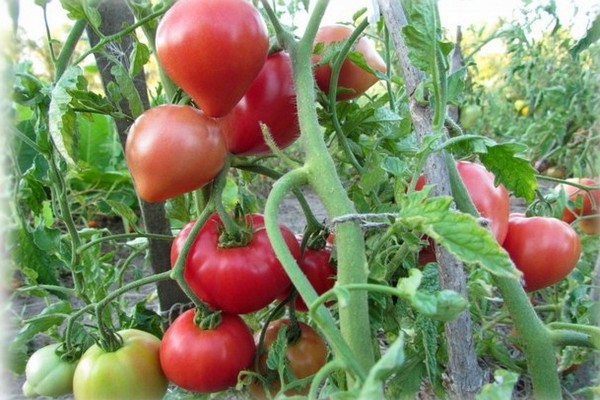 Papa Tomate Bewertungen