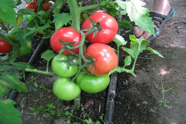 tomatenweiß füllung bewertungen foto