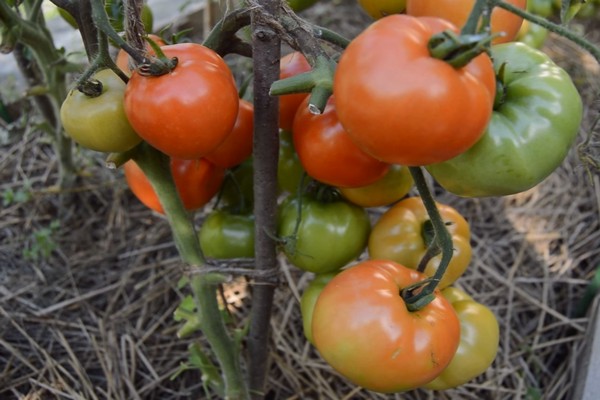 Bewertungen für weiße Tomatenfüllung