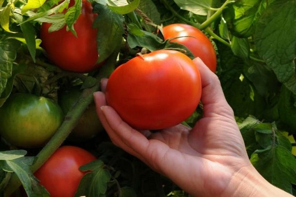 Tomaten weißes Gießen Foto