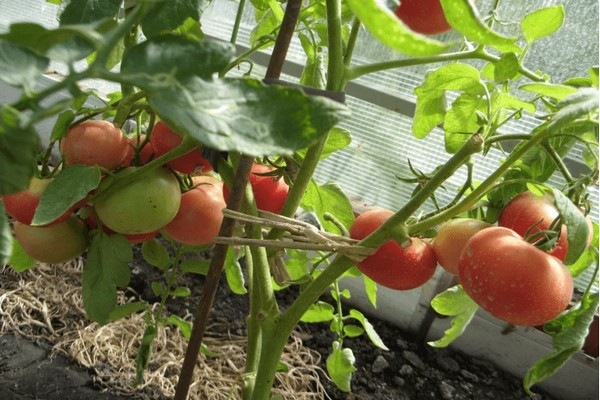 Tomaten Puppe Foto