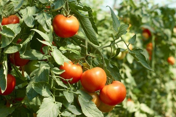 Tomatenpuppe Bewertungen Foto