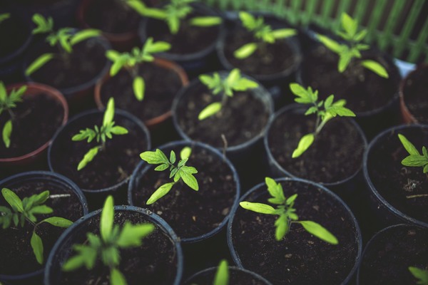 tomato variety tamad