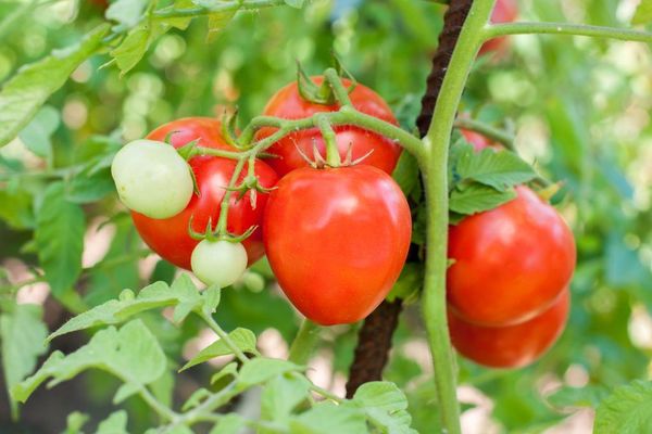 tomato lazy photo