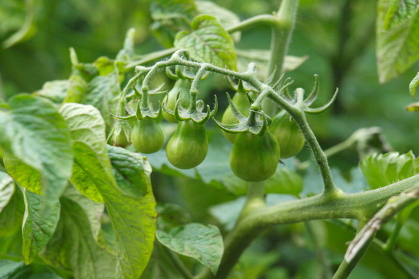 tomato lazy characteristic