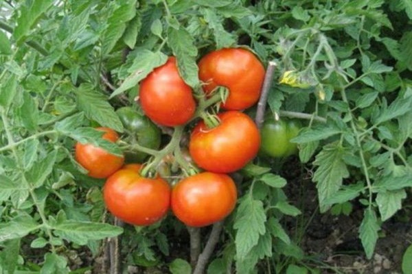 Beschreibung der sibirischen Tomatensorte