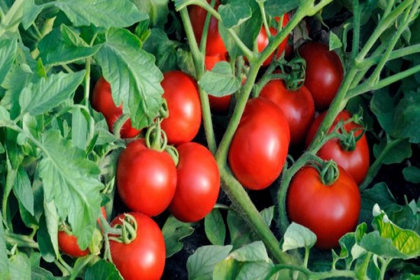 Sibirische Tomate