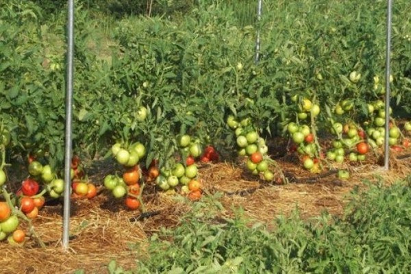 Fotobewertungen von sibirischen Tomaten