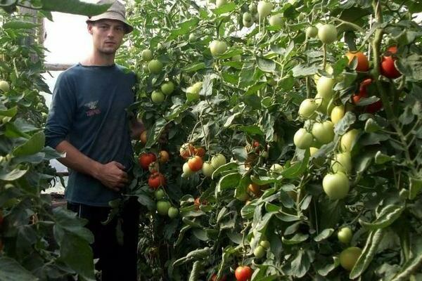 Tomate Andromeda