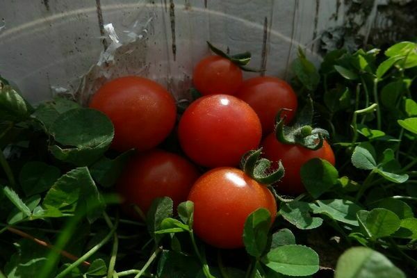 pink tomatoes