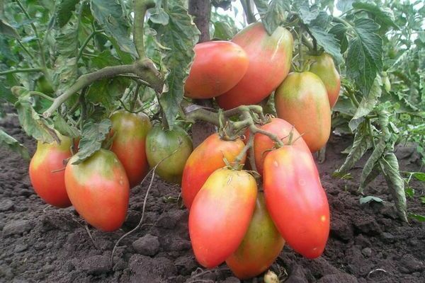 pink tomatoes