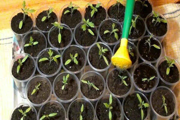 tomaten große mutter bewertungen